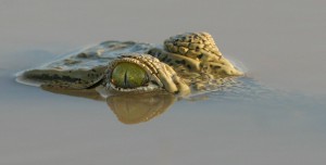 crocodile-eyes